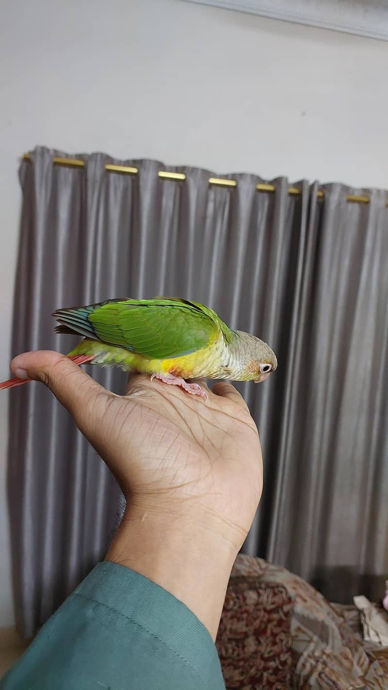 Pineapple Conure and Lutino cream cocktail 8