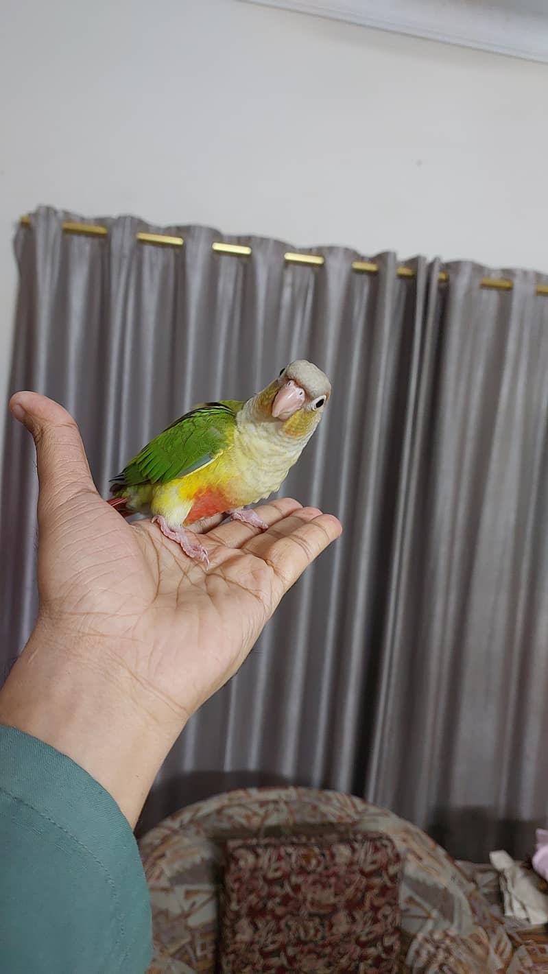 Pineapple Conure and Lutino cream cocktail 9