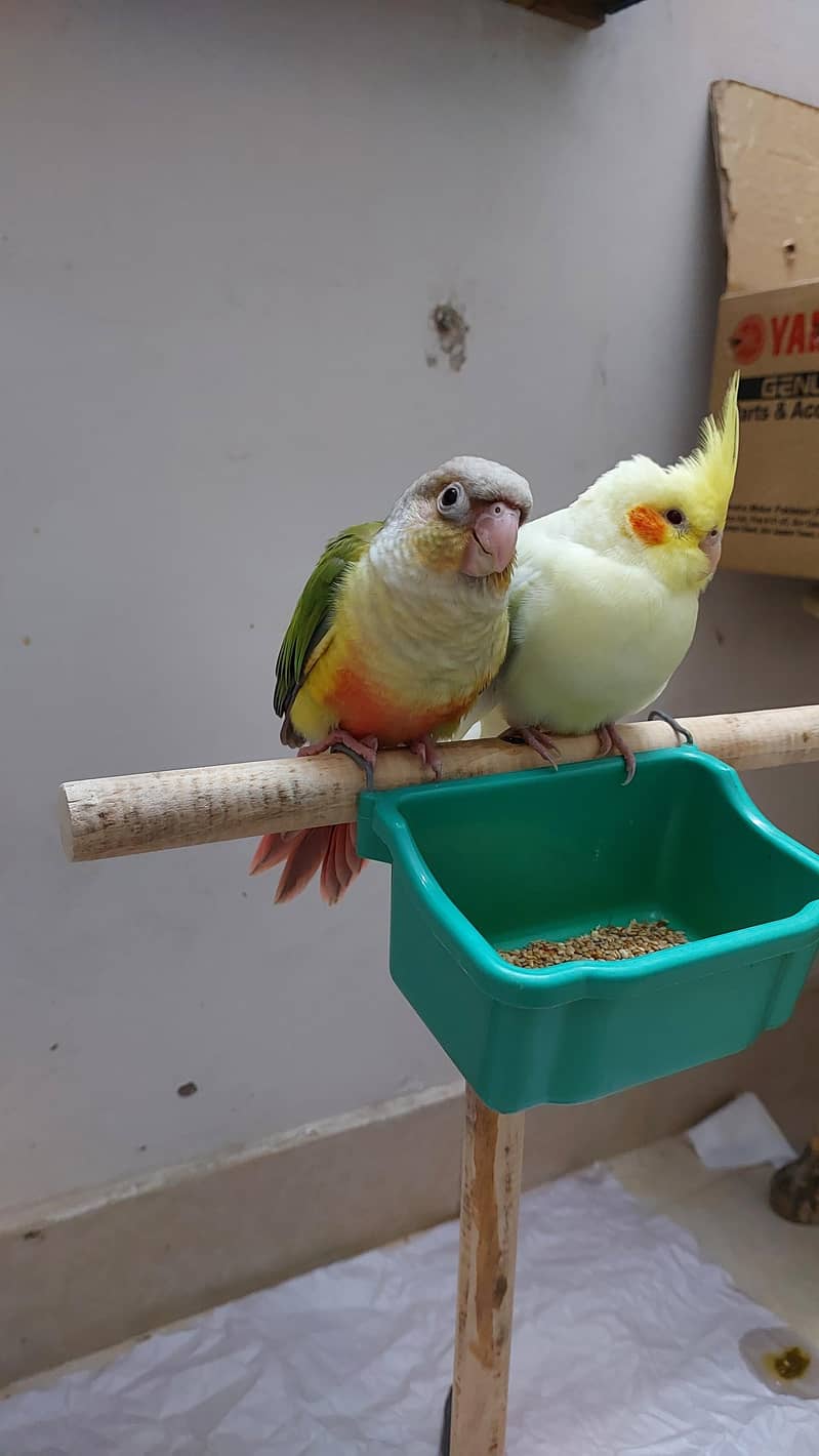 Pineapple Conure and Lutino cream cocktail 10