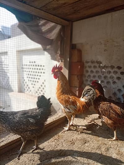 desi murgia or murgha