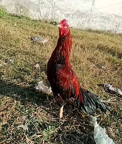 slata meyawali aseel pair