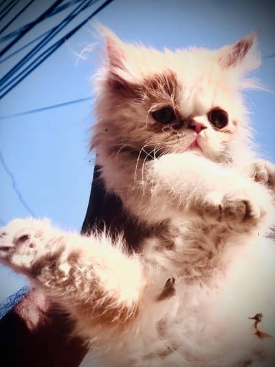 Cute kitten looking for new home