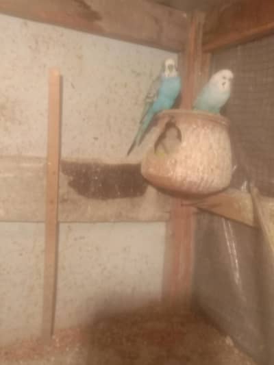 budgies / cage