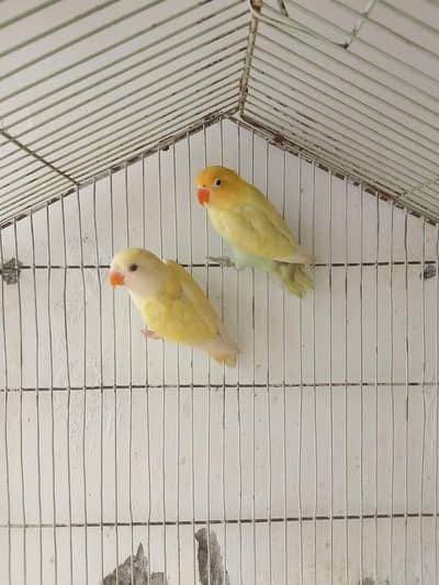 creamino rosicolli and parblue pastelino