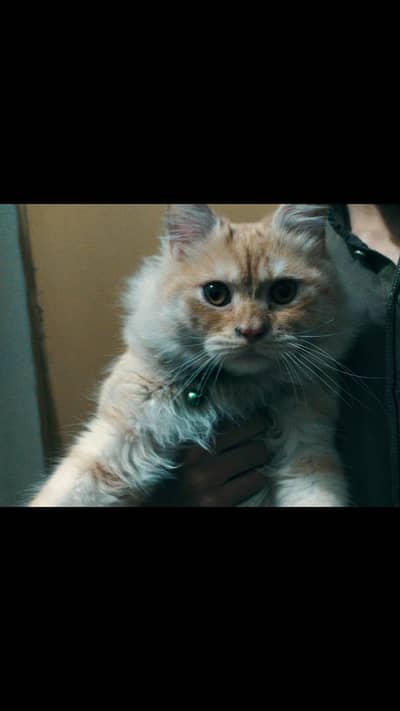 Persian cat male | punch face | beautiful baby eyes red shade .