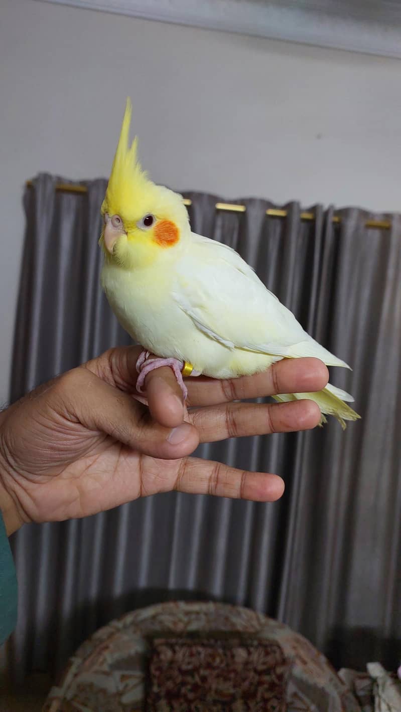 Pineapple Conure and Lutino cream cocktail 12