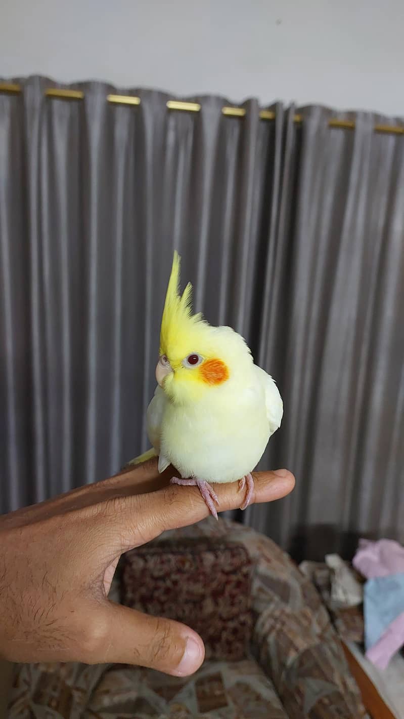 Pineapple Conure and Lutino cream cocktail 13