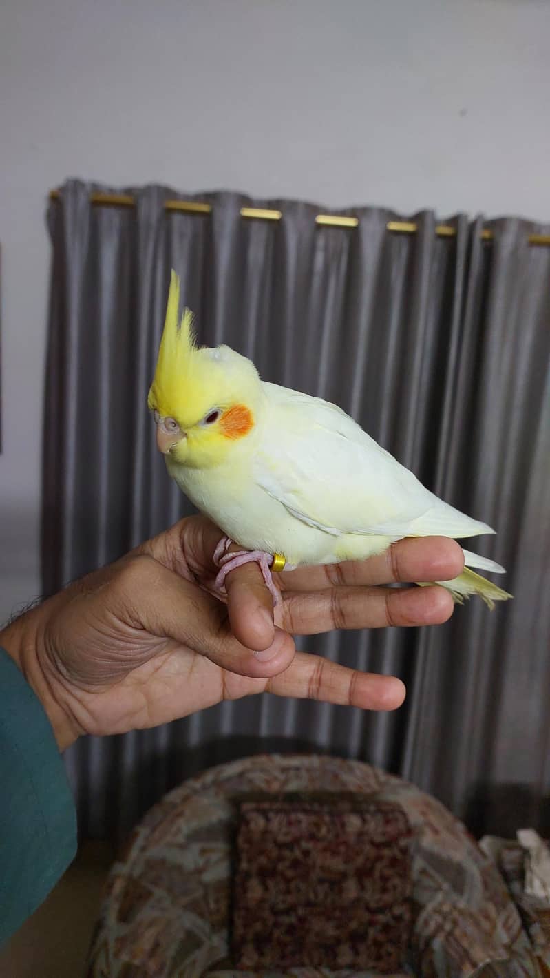 Pineapple Conure and Lutino cream cocktail 14