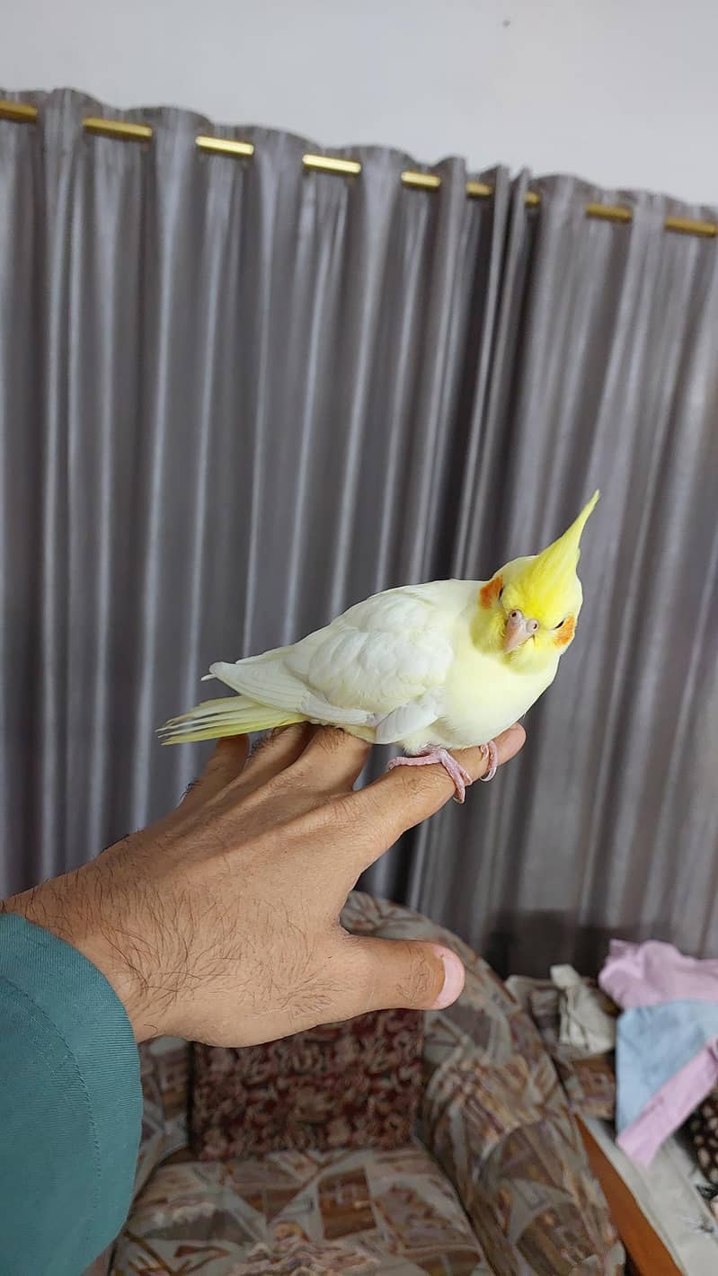 Pineapple Conure and Lutino cream cocktail 15