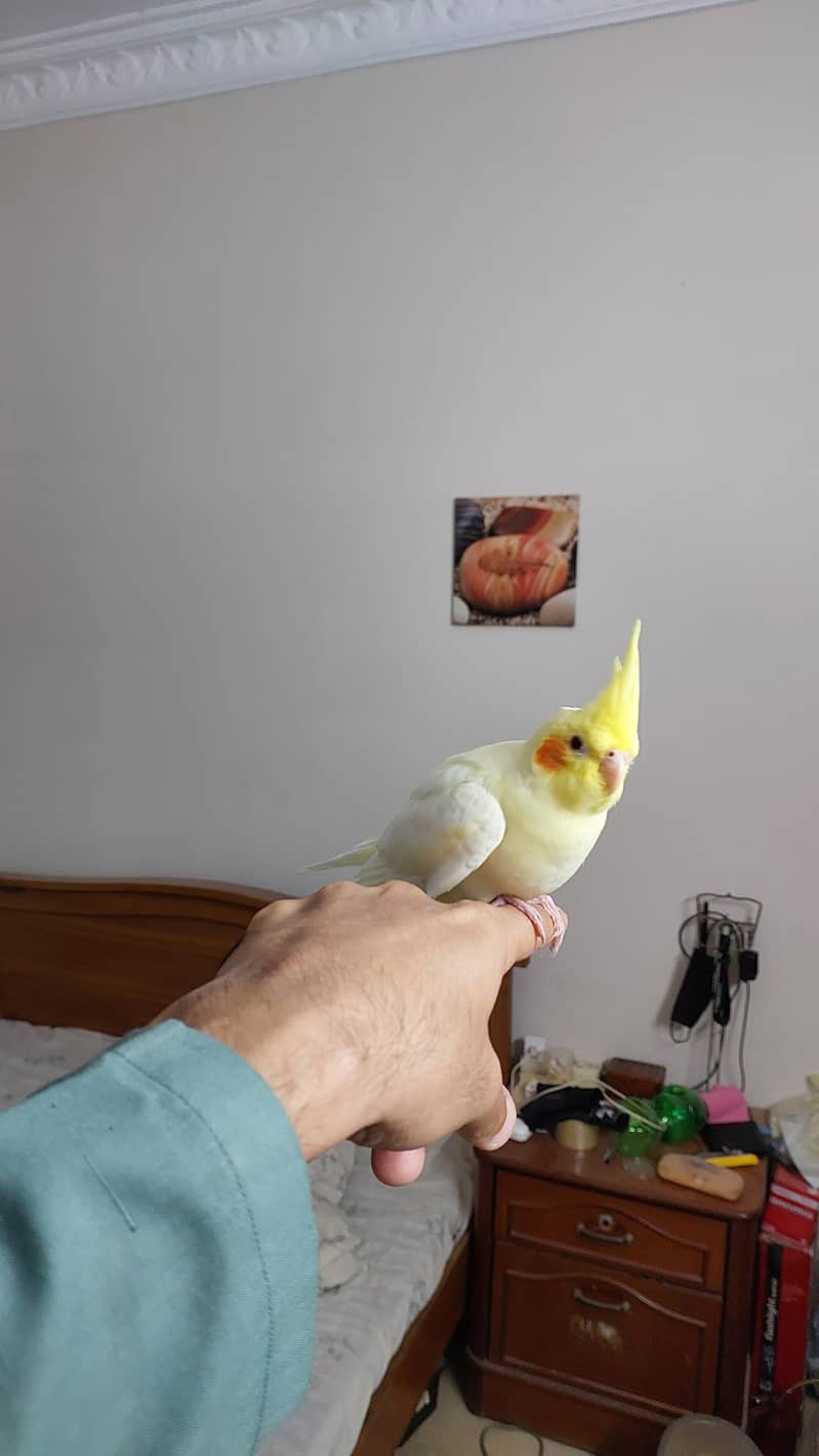 Pineapple Conure and Lutino cream cocktail 16