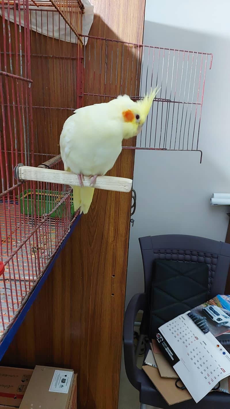 Pineapple Conure and Lutino cream cocktail 17