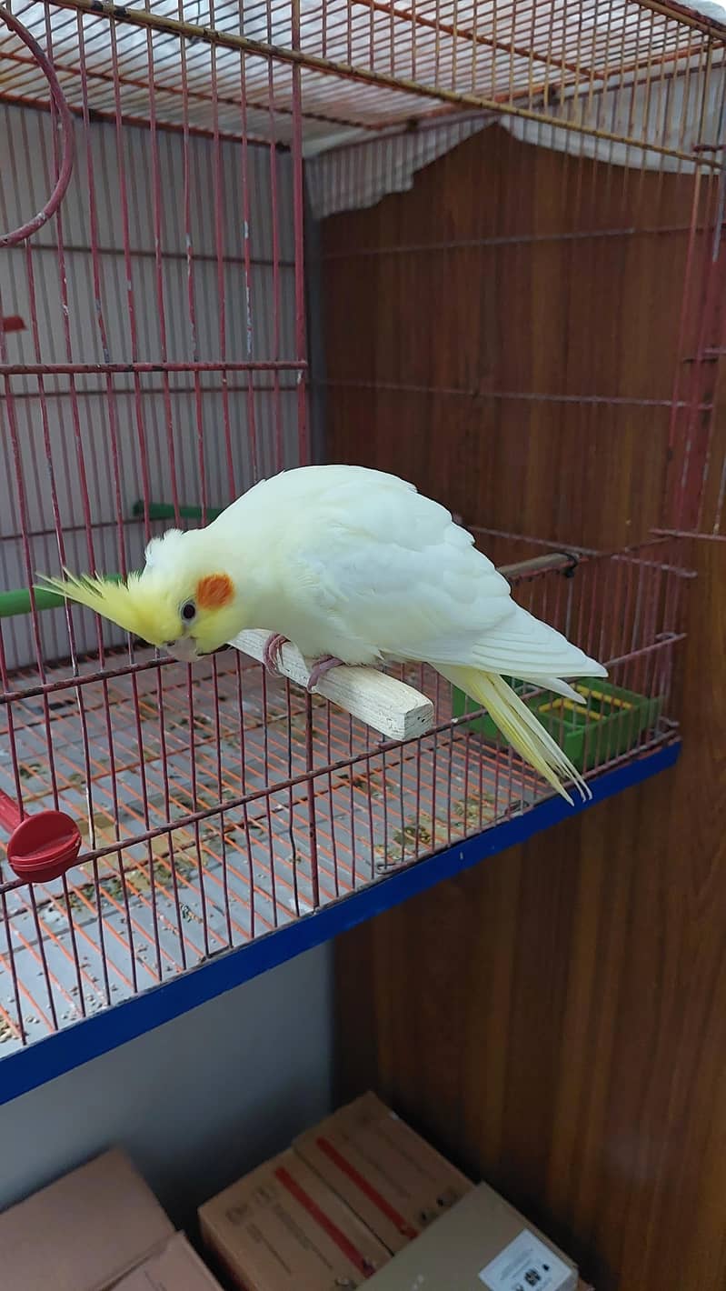 Pineapple Conure and Lutino cream cocktail 18