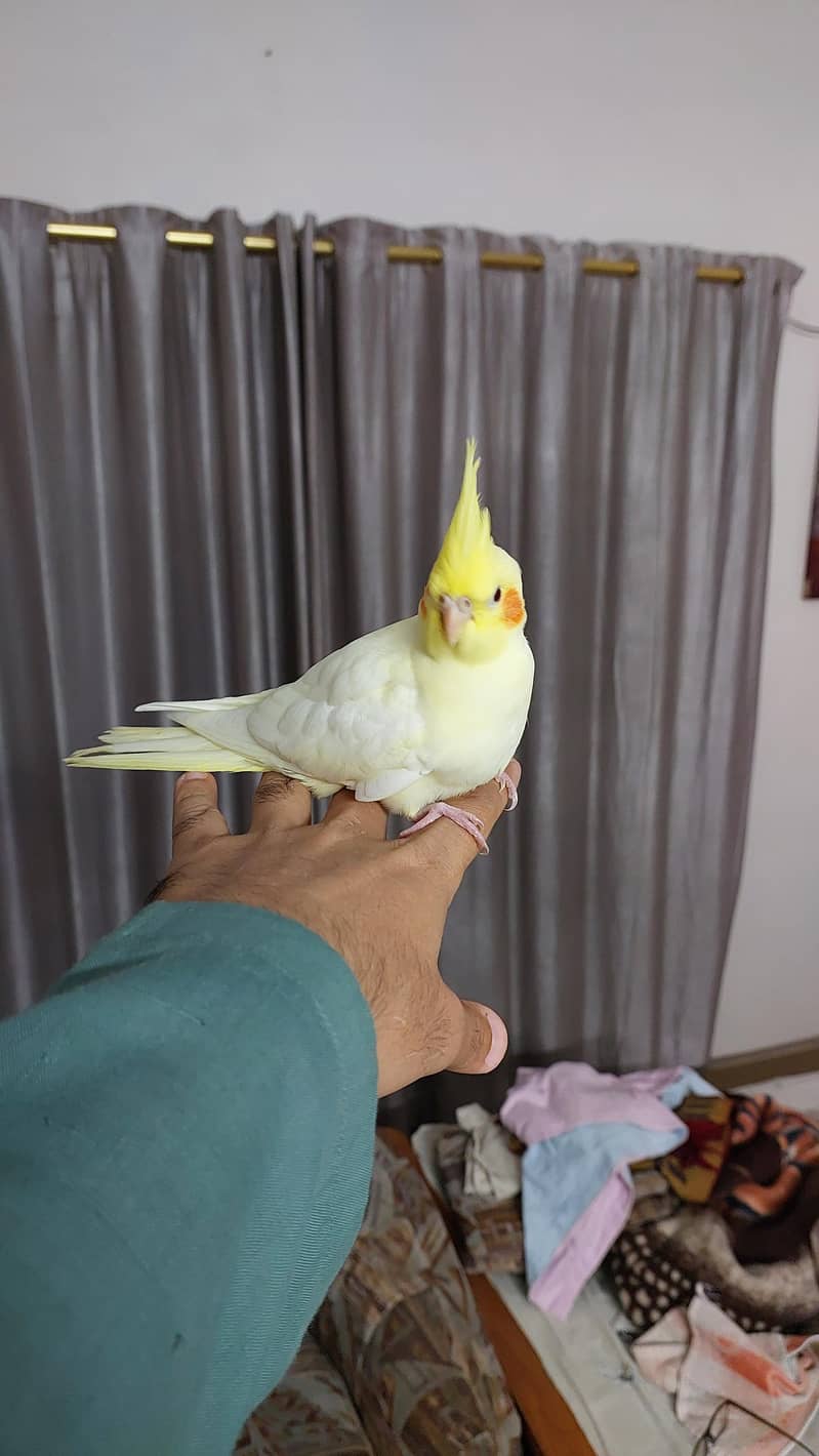 Pineapple Conure and Lutino cream cocktail 19