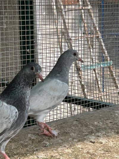 saleti, red eyes, sadna nasal,zaakhl or teddy k kali or 2 kali k bachy