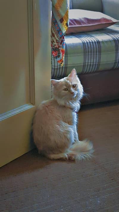 Brown Hair Full Active