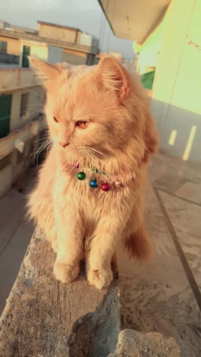 Brown Hair Full Active