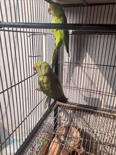 green parrot for sale