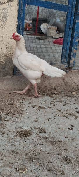 heera aseel hen white murgi