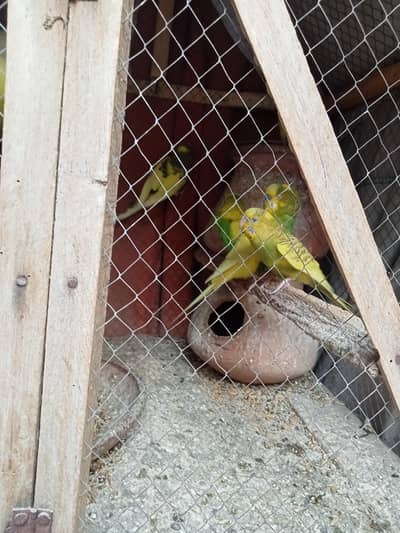 Kathe parrots limited price