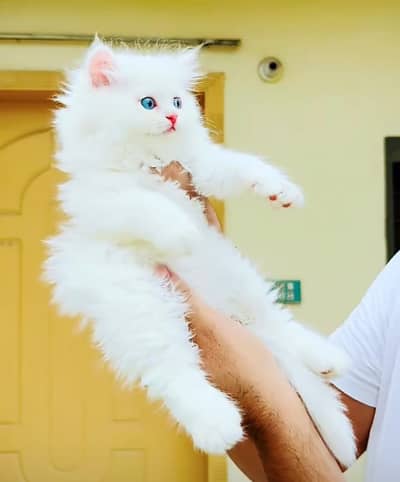 Persian cat for sale 5 face triple code vaccine mukammal 0326=6549=136