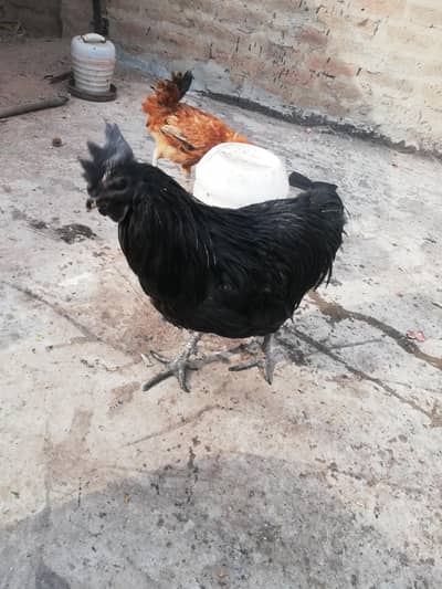 Desi, Aseel, Ayam cemani