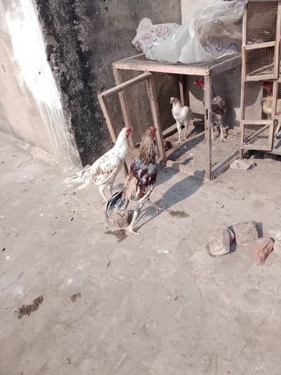 aseel sindhi cross lasani