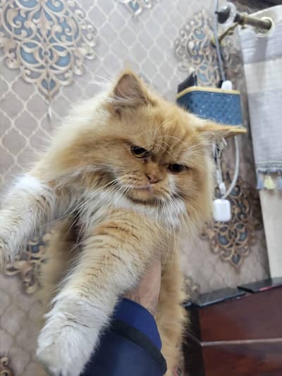 Heavy Punched Face More Than Triple Coated