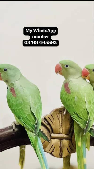 Kashmir raw paroot for sale