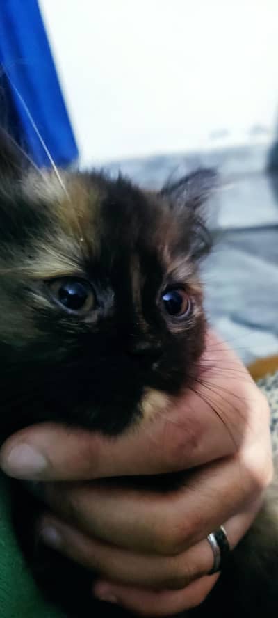 persain kittens playful nd adorable