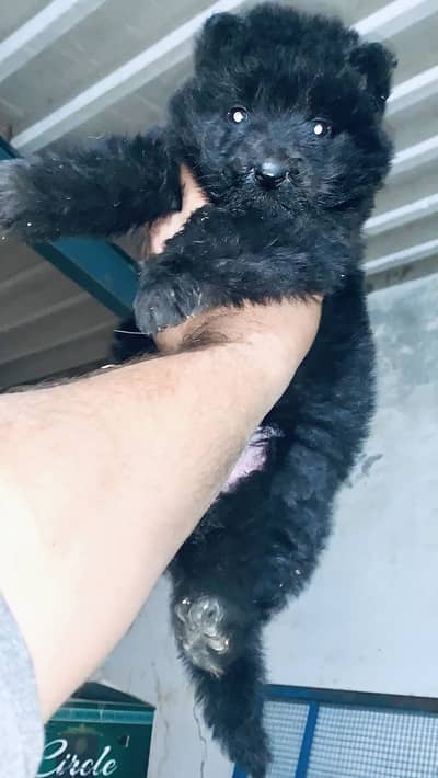 Black german shaperd female 03129520534/03064444302