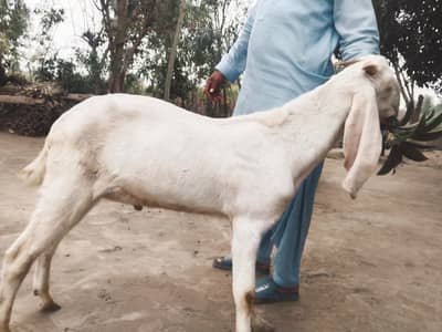 Rajan puri Nukra Bakra