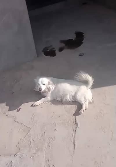 Russian dog with babies for sale