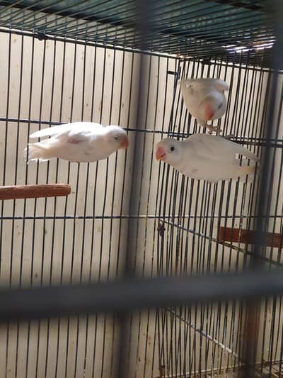 Albino black eye pathay