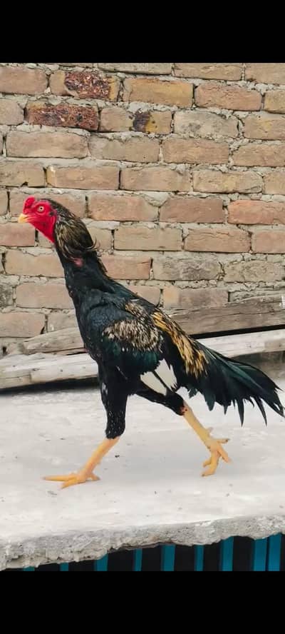 quality aseel phata for sale