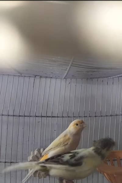 canary breeder pair full non stop singing male ring bird male full siz