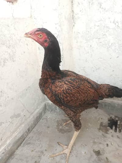 Aseel murga our two aseel murgi