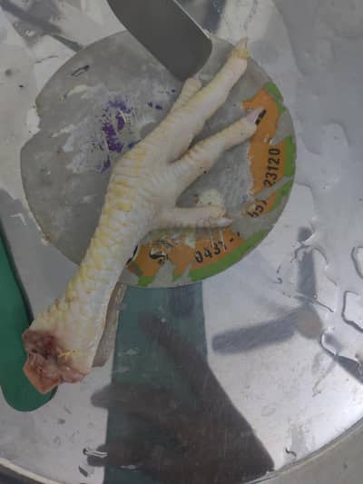 very good fast dog and good for protecting