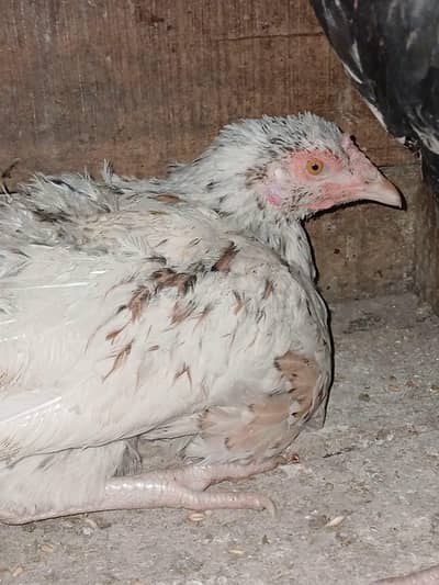 Aseel Kurak 3 Females 1 Male for Sale