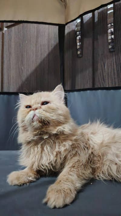 CAT near to picky face