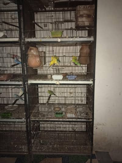Cockatiel, love bird pair, Australian pair with 2 cages
