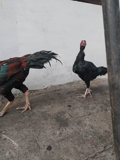 Aseel murgha one eye Madagascar murgi