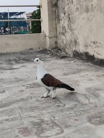 Seinteint pigeon breed