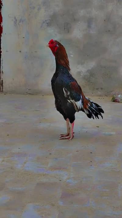 ASEEL MIANWALI BREED KA MURGA FOR SALE
