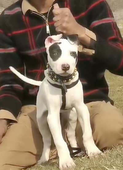 kuwati gultair female age 2 month for sale available