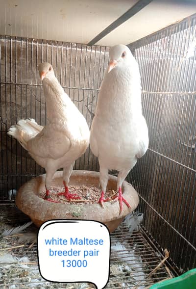 fancy pigeon | kabutar| Jacobin|  frillback saddle | amarican fantail|