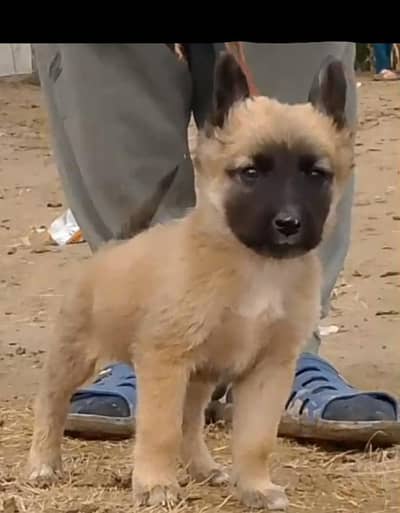 Alsatian bagiyadi full security dog male for sale