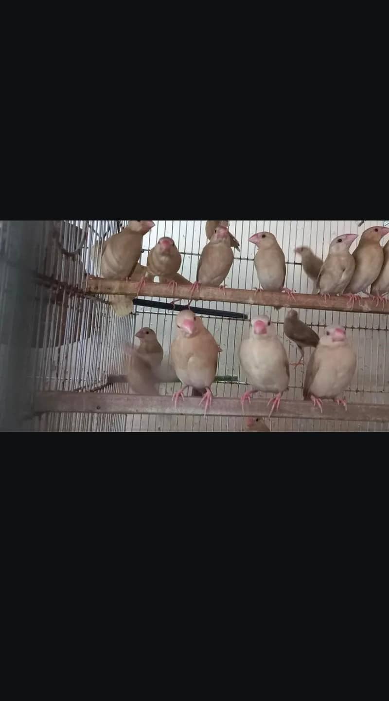 fawn java ND golden 2