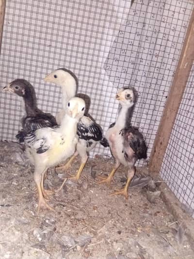 4 chuzy hint barmi 03234763306