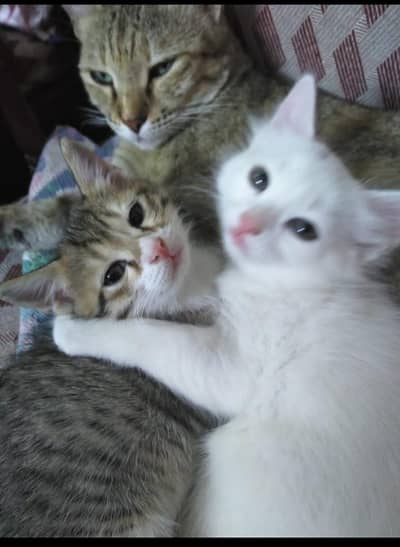 beautiful street cats only for cat lovers 0331-2603021