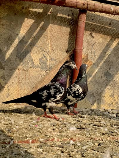 Rampouri Breeder Pair For Sale